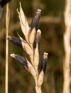 The fungus ergot turns wheat heads dark brown or purple as seen here. 