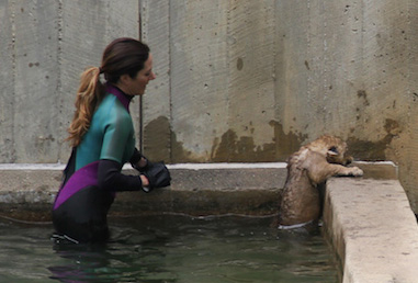 Four National Zoo lion cubs pass swim test, near public debut