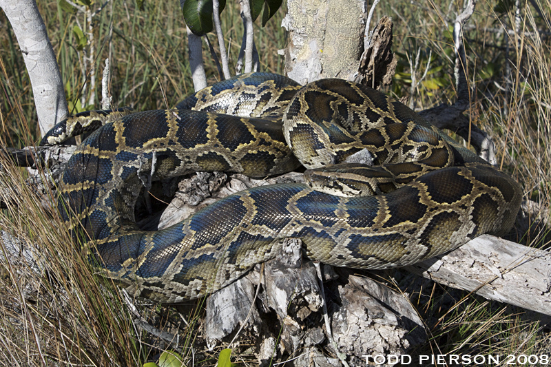 Snakes on the ‘Glades