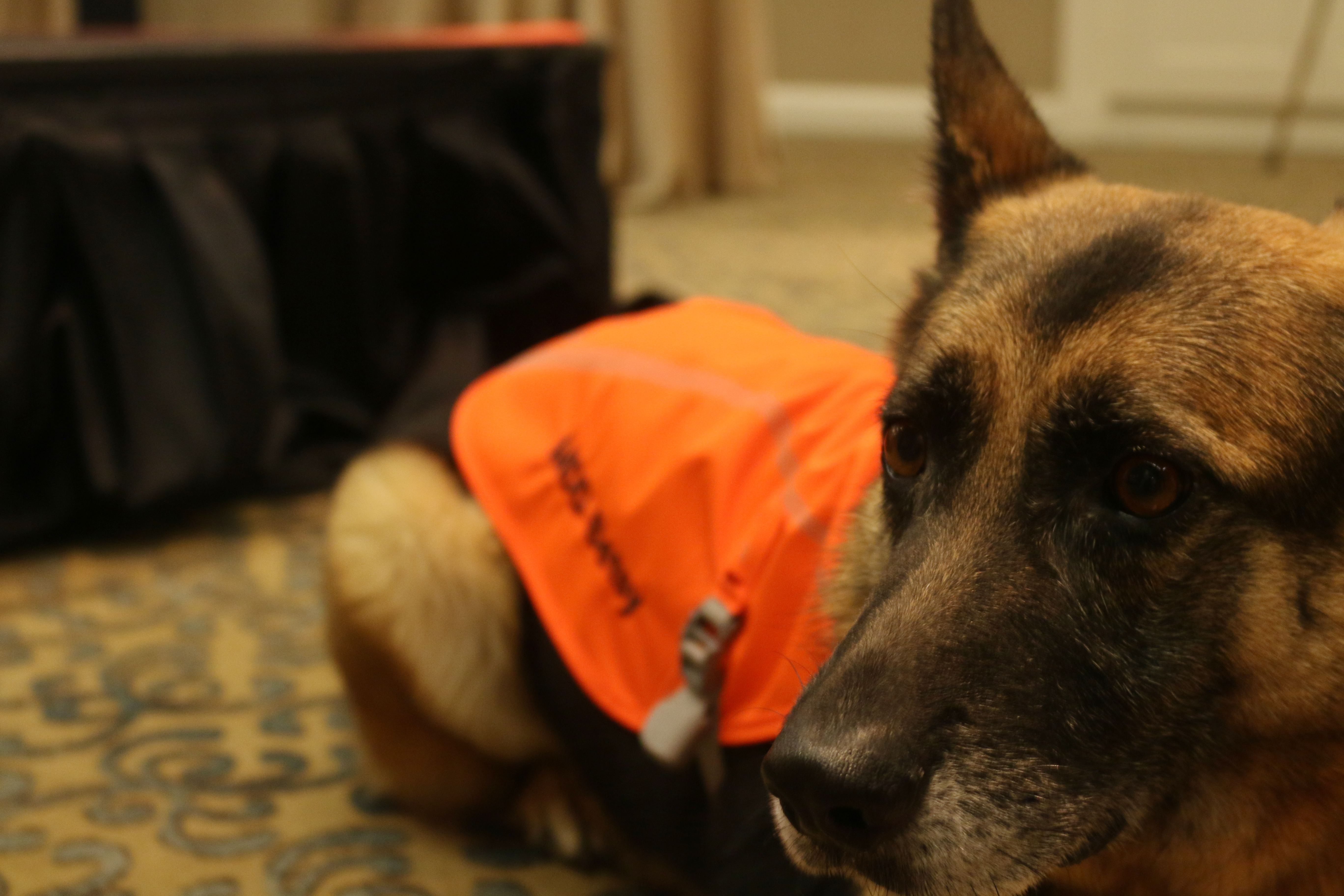 Mine-sniffing dog, trainer win ‘top dog’ award for service