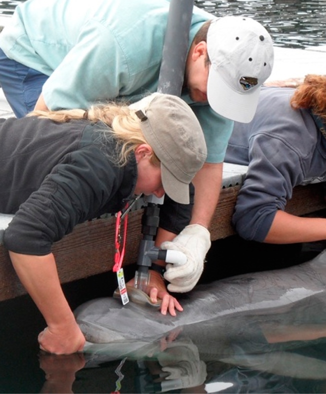 What happens when you give a breathalyzer test to a dolphin?