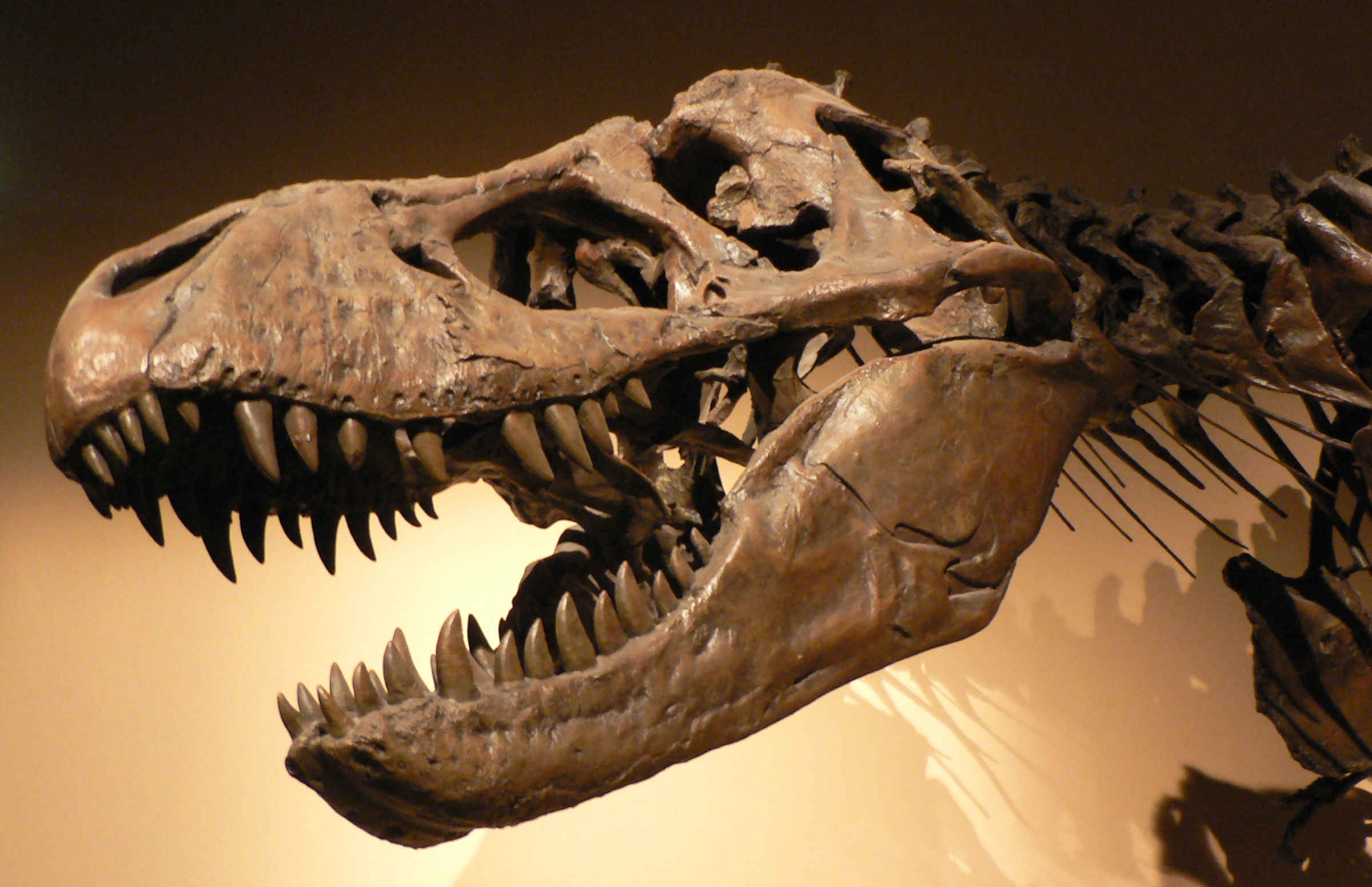 Did T. Rex play with its food?