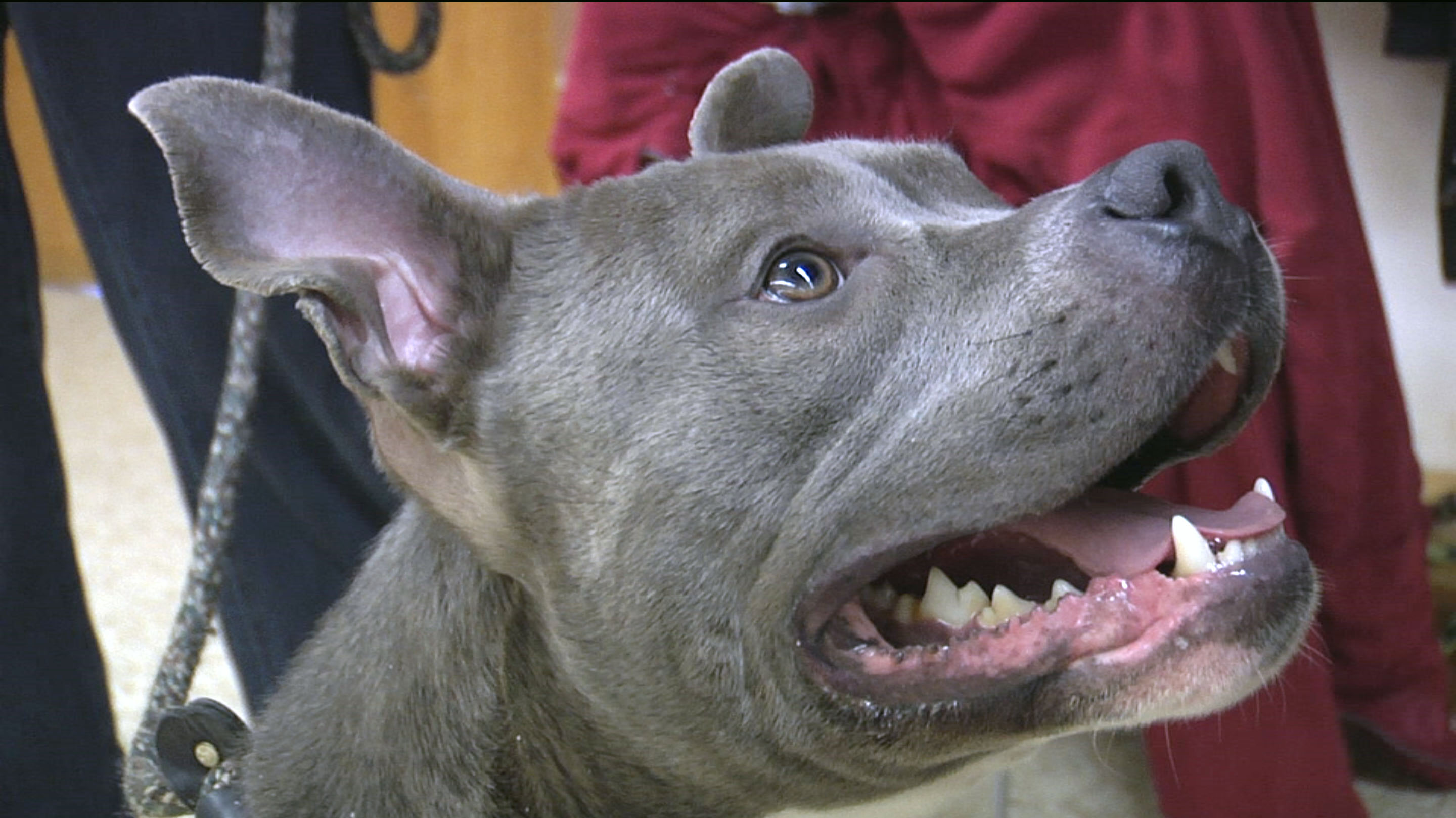 Hard-luck vets find therapy partners in rescue dogs