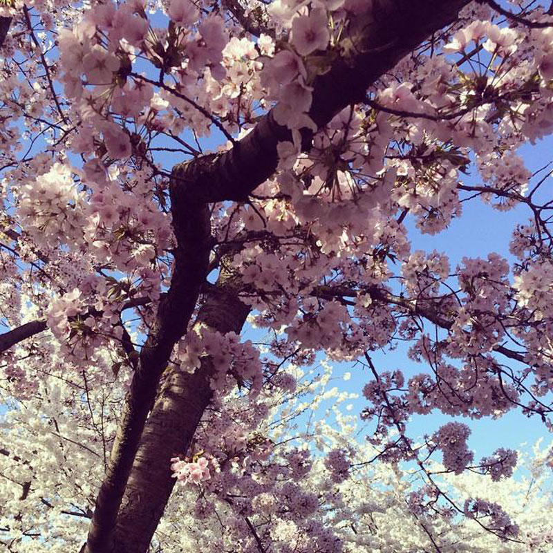 Cherry Blossoms to bloom this weekend