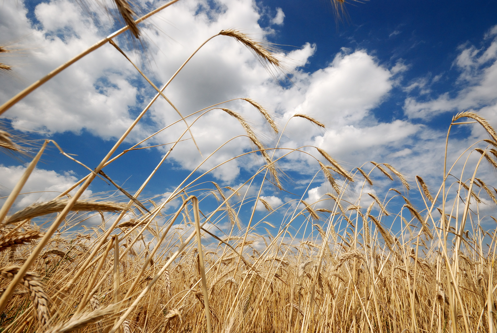 Iowa’s high grain yield leads to low prices, farmers cut costs