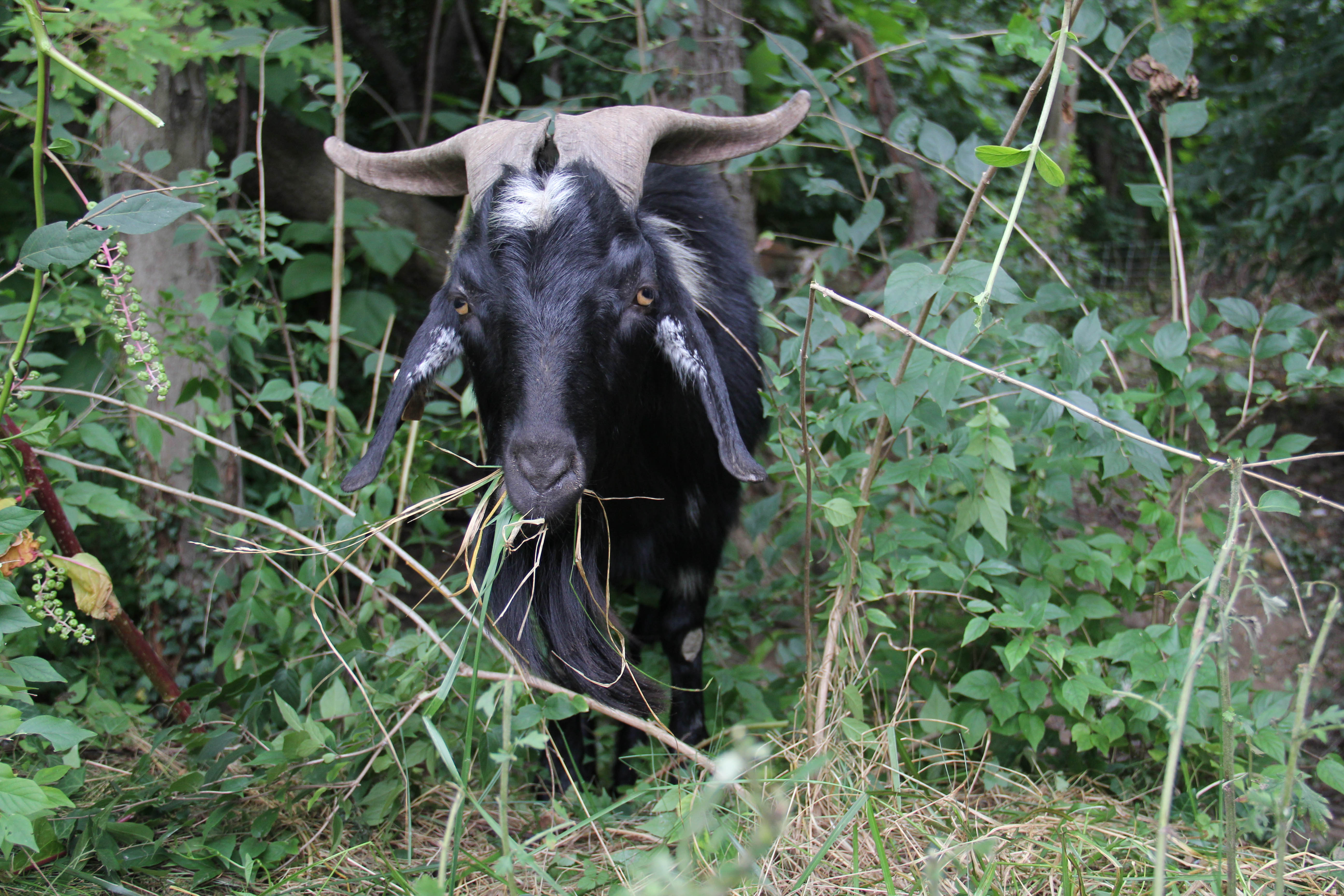 A New Way to Tidy Up the Place: Goat Power