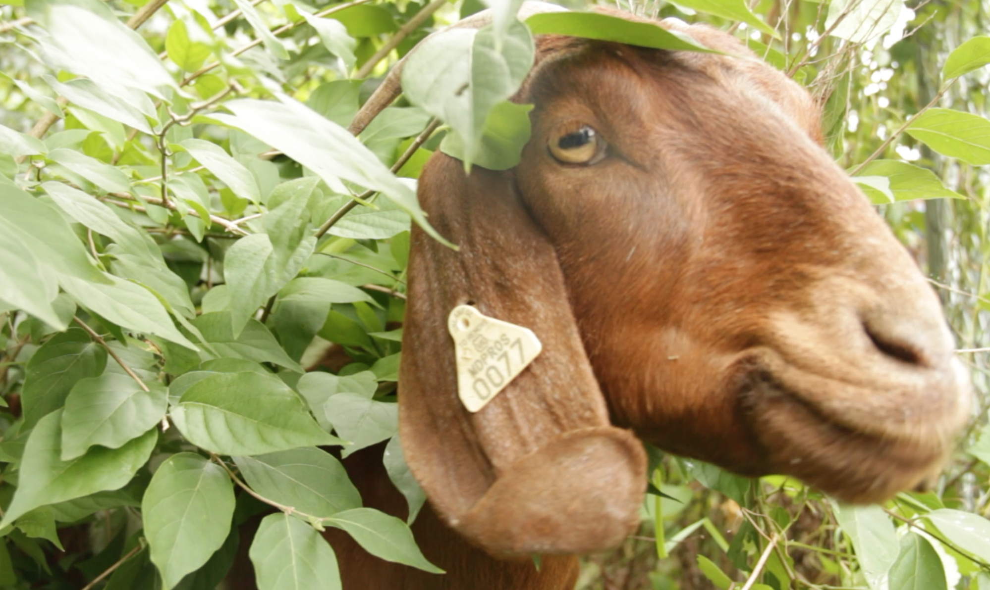 The groundskeepers are goats at D.C.’s Congressional Cemetery