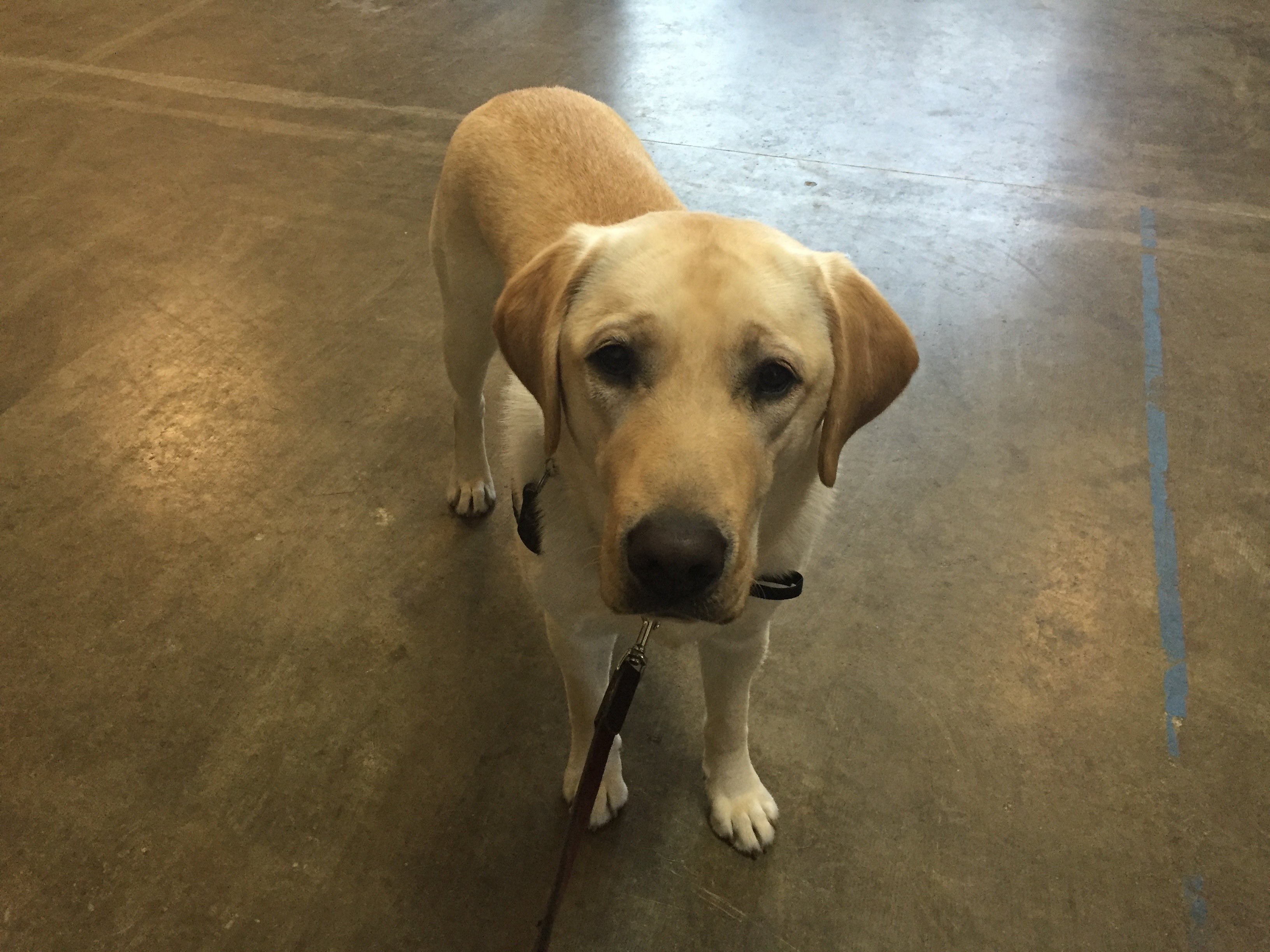 Veterans’ service dogs are a breed apart