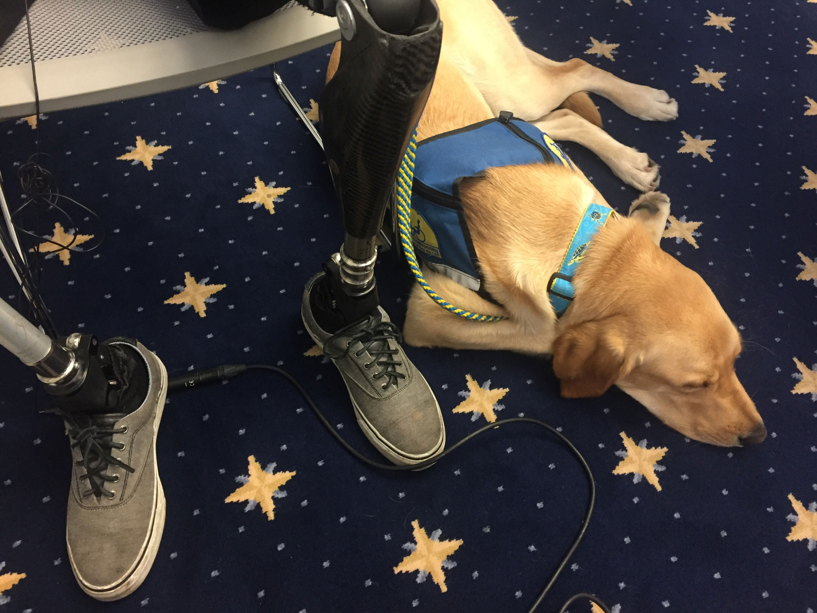 U.S. veterans with PTSD still waiting for service dogs