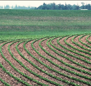 Contour farming. Photo courtesy of Minnesota Department of Agriculture. 