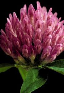 Red clover. Photo courtesy of NIH.