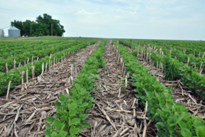 A no-till farm. Photo courtesy of the USDA.