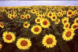 Sunflowers and cereal rye are good cover crops in a no-till system. Photo courtesy of USDA.