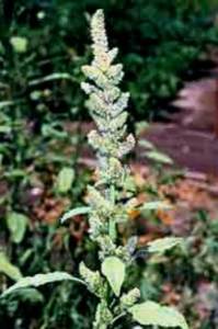Pigweed can grow to be six feet tall. Photo courtesy of State of Maine government website. 