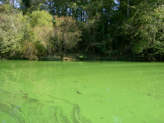 Scientists predict areas where algal blooms will blanket waters