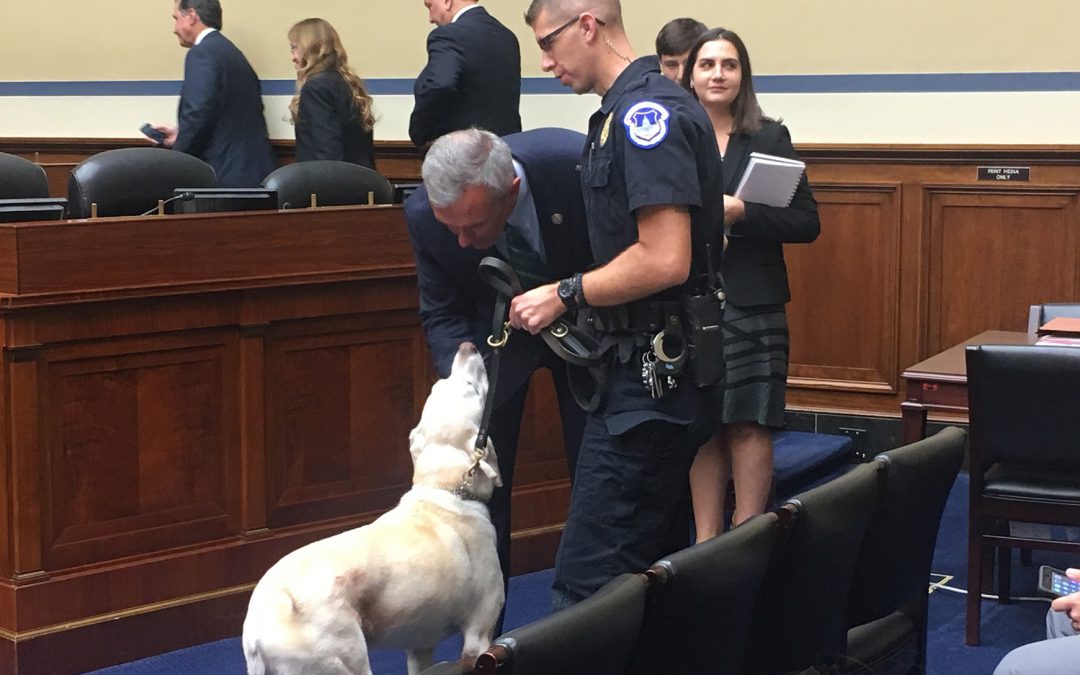 Most federal bomb-sniffing dogs from outside U.S., canine security hearing reveals