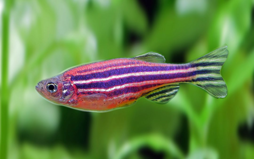 Zebrafish are making waves for limb regeneration research