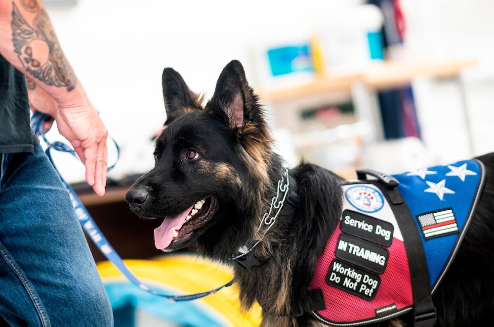 Should veterans be able to train and adopt service dogs at the VA’s expense?