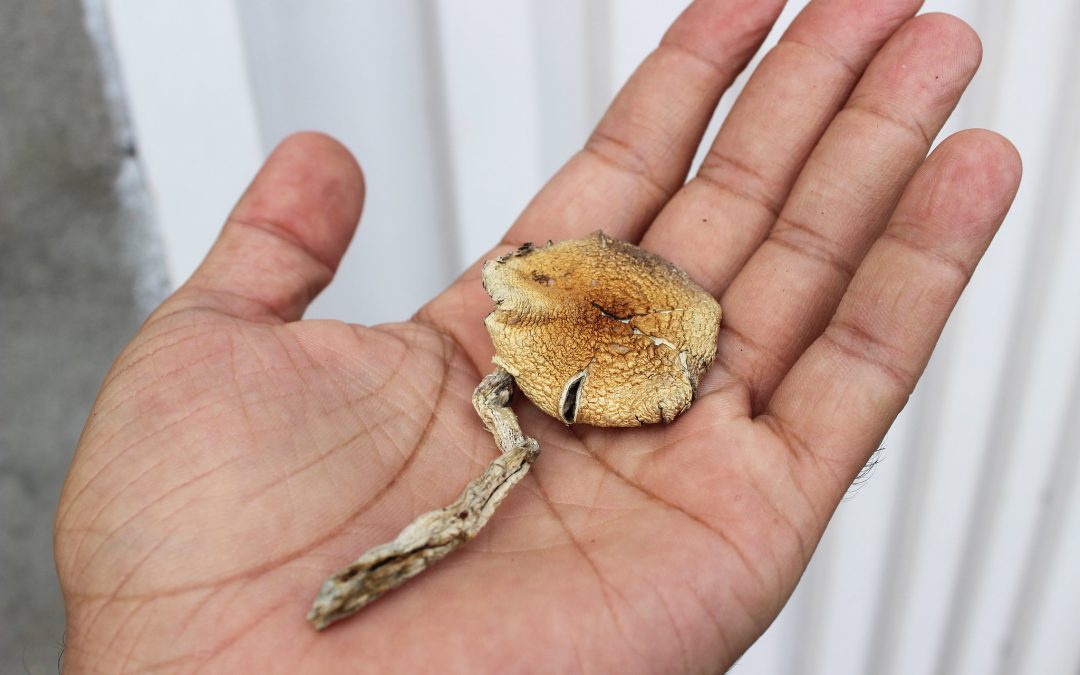 Access to psilocybin – psychedelic mushrooms – stalled, but doctors find evidence of clinical benefits
