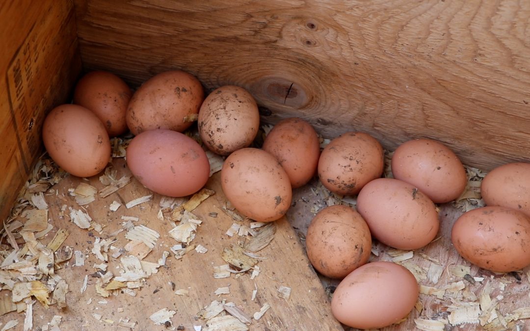 Maryland local farmers take a chance amidst surging egg prices
